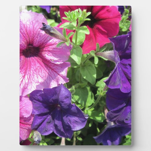 Colorful Petunias Fotoplaat (Voorkant)