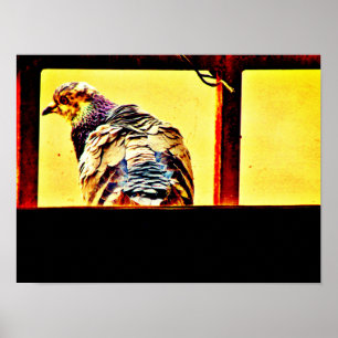 Colorful Pigeon Poster