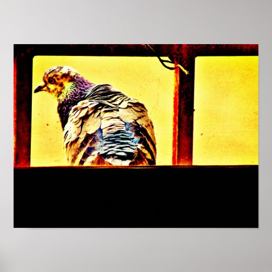 Colorful Pigeon Poster (Voorkant)