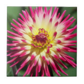 Colorful Pink Cactus Dahlia Bloom Floral Tegeltje (Voorkant)