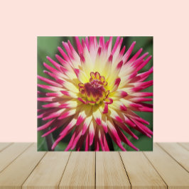 Colorful Pink Cactus Dahlia Bloom Floral Tegeltje