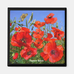 Colorful Poppy Field Magneet