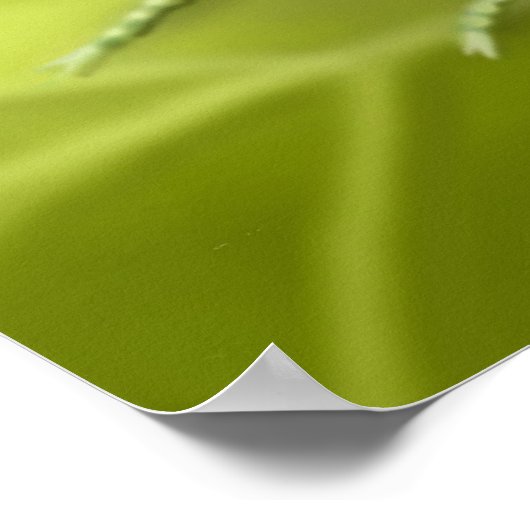 Colorful Praying Mantis Bug Poster (Hoek)