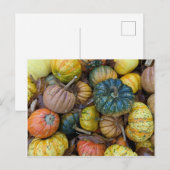 Colorful Pumpkin Postcard Briefkaart (Voorkant / Achterkant)