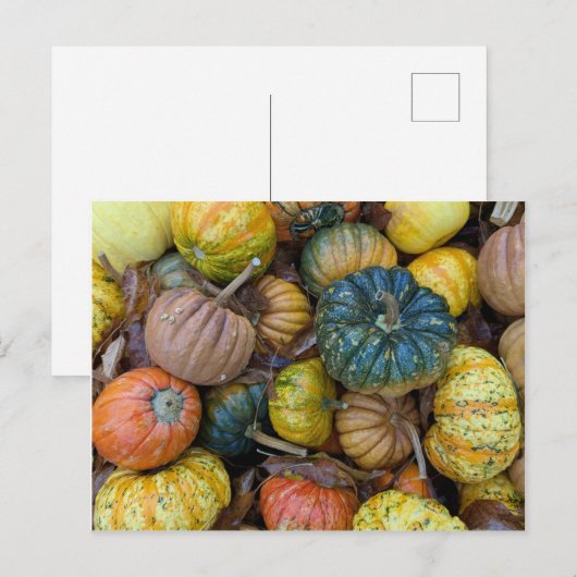 Colorful Pumpkin Postcard Briefkaart (Voorkant / Achterkant)