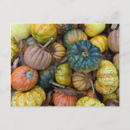 Colorful Pumpkin Postcard Briefkaart