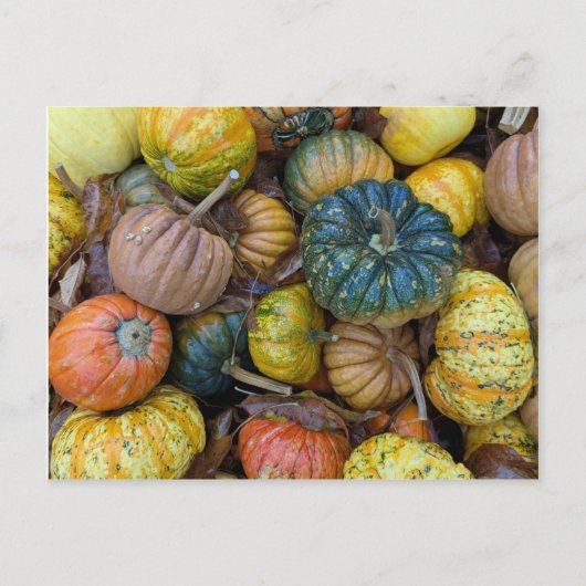 Colorful Pumpkin Postcard Briefkaart (Voorkant)