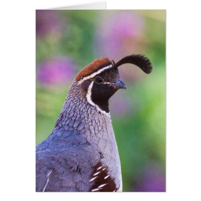 Colorful Quail (Voorkant)