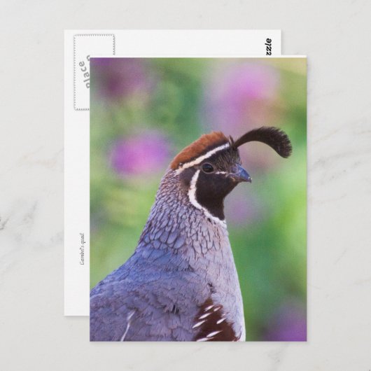 Colorful Quail Briefkaart (Voorkant / Achterkant)