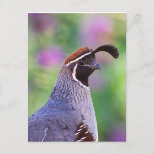 Colorful Quail Briefkaart