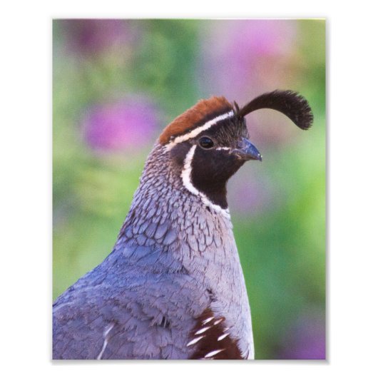 Colorful Quail Foto Afdruk (Voorkant)