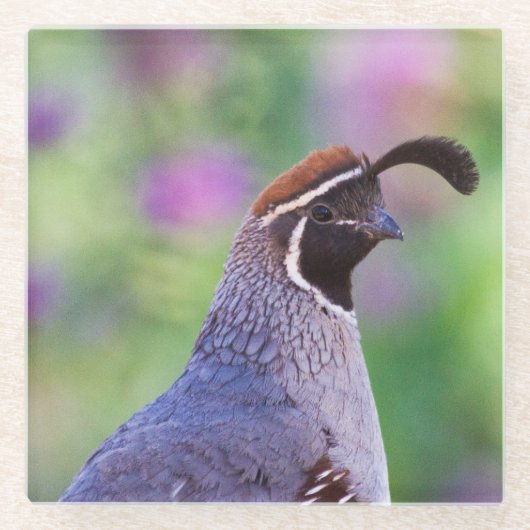 Colorful Quail Glazen Onderzetter (Voorkant)
