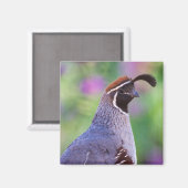 Colorful Quail Magneet (Voorkant / Achterkant)