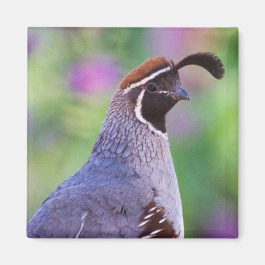 Colorful Quail Magneet (Voorkant)