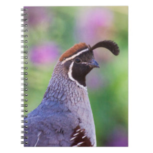 Colorful Quail Notitieboek
