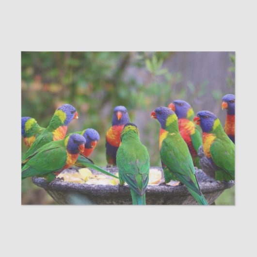 Colorful Rainbow Lorikeet Parrots Eating Tissuepapier (Voorkant)