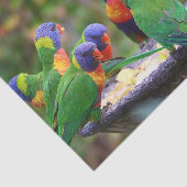 Colorful Rainbow Lorikeet Parrots Eating Tissuepapier (Detail)