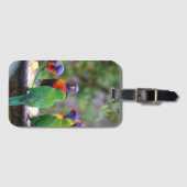Colorful Rainbow Loriket Parrots Eating Bagagelabel (Voorkant (horizontaal))