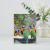 Colorful Rainbow Loriket Parrots Eating Briefkaart (Staand voorkant)