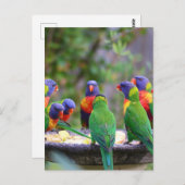 Colorful Rainbow Loriket Parrots Eating Briefkaart (Voorkant / Achterkant)