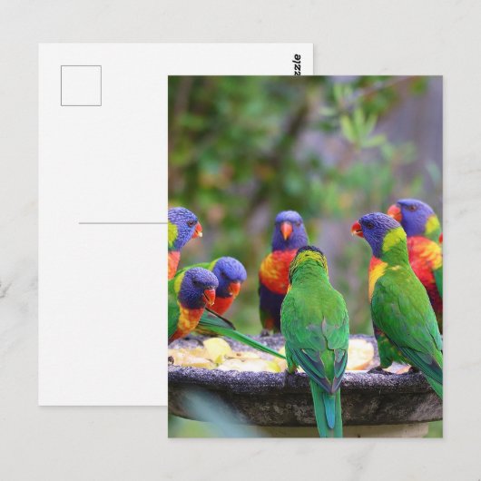 Colorful Rainbow Loriket Parrots Eating Briefkaart (Voorkant / Achterkant)