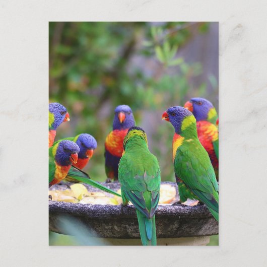 Colorful Rainbow Loriket Parrots Eating Briefkaart (Voorkant)