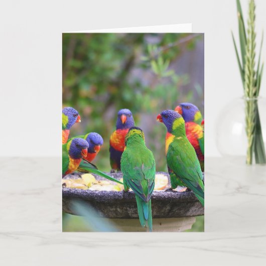 Colorful Rainbow Loriket Parrots Eating Kaart (Voorkant)