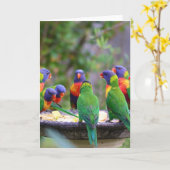 Colorful Rainbow Loriket Parrots Eating Kaart (Gele Bloem)