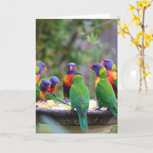 Colorful Rainbow Loriket Parrots Eating Kaart (Gele Bloem)