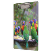 Colorful Rainbow Loriket Parrots Eating Klembord (Links)