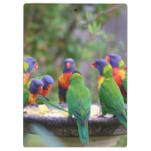 Colorful Rainbow Loriket Parrots Eating Klembord (Achterkant)