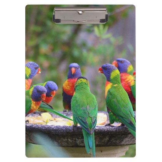 Colorful Rainbow Loriket Parrots Eating Klembord (Voorkant)