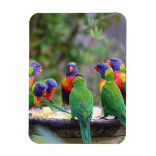 Colorful Rainbow Loriket Parrots Eating Magneet