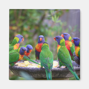 Colorful Rainbow Loriket Parrots Eating Magneet