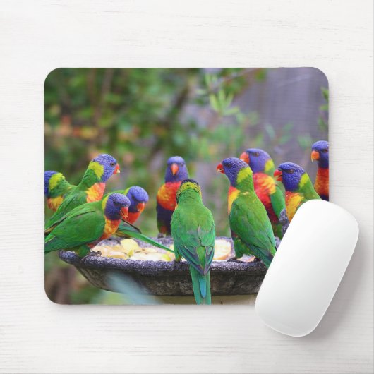 Colorful Rainbow Loriket Parrots Eating Muismat (Met muis)