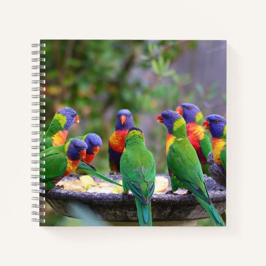 Colorful Rainbow Loriket Parrots Eating Notitieboek (Voorkant)