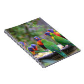 Colorful Rainbow Loriket Parrots Eating Notitieboek (Rechterzijde)