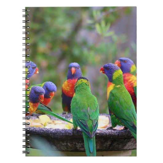Colorful Rainbow Loriket Parrots Eating Notitieboek (Voorkant)