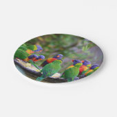 Colorful Rainbow Loriket Parrots Eating Papieren Bordje (Gekanteld)