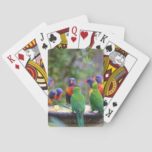 Colorful Rainbow Loriket Parrots Eating Pokerkaarten (Achterkant)