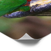 Colorful Rainbow Loriket Parrots Eating Poster (Hoek)