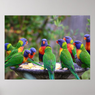 Colorful Rainbow Loriket Parrots Eating Poster
