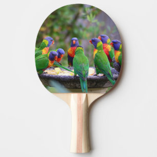 Colorful Rainbow Loriket Parrots Eating Tafeltennisbatje