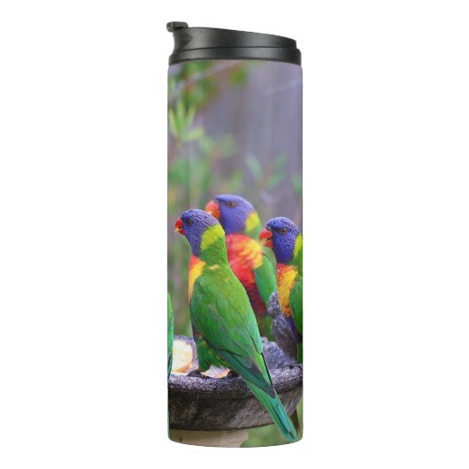 Colorful Rainbow Loriket Parrots Eating Thermosbeker (Geroteerd rechts)