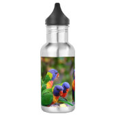Colorful Rainbow Loriket Parrots Eating Waterfles (Links)