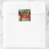 Colorful Red Apple Harvest Thanksgiving Vierkante Sticker (Tas)