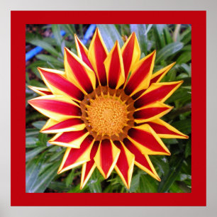 Colorful Red en Yellow Flower Photo Poster