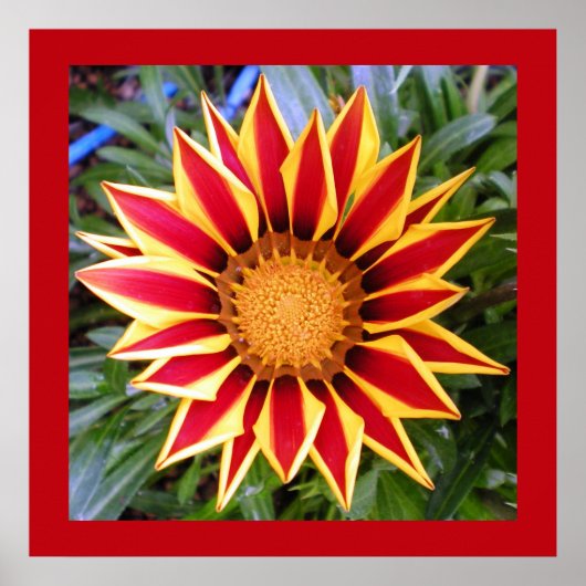 Colorful Red en Yellow Flower Photo Poster (Voorkant)