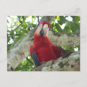 Colorful Red Parrot DIY Briefkaart