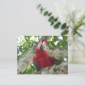 Colorful Red Parrot DIY Briefkaart (Staand voorkant)